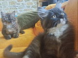 4 chatons British Longhair LOOF à réserver