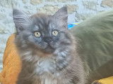 4 chatons British Longhair LOOF à réserver