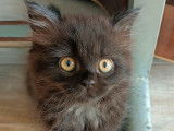 4 chatons British Longhair LOOF à réserver