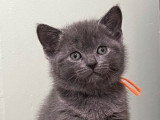 Des chatons Chartreux bleus LOOF à réserver