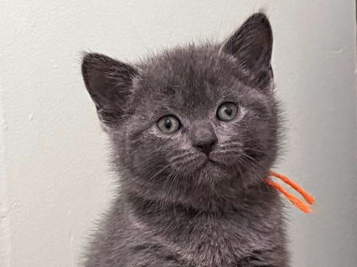 Des chatons Chartreux bleus LOOF à réserver