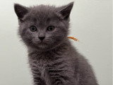 Des chatons Chartreux bleus LOOF à réserver