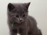 Des chatons Chartreux bleus LOOF à réserver