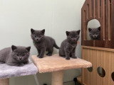 Des chatons Chartreux bleus LOOF à réserver