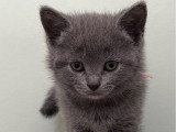 Des chatons Chartreux bleus LOOF à réserver
