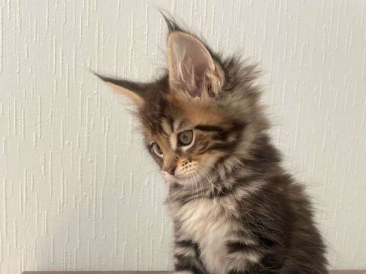 Une chatonne Maine Coon brown tabby LOOF à réserver