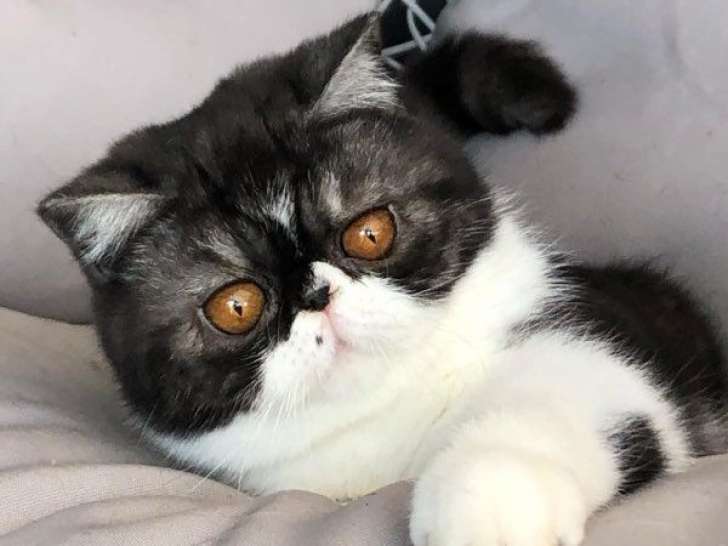 Une chatte Exotic Shorthair LOOF black smoke de 4 ans à vendre