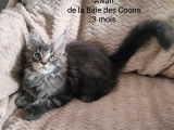 3 chatons Maine Coons LOOF disponibles à l’achat