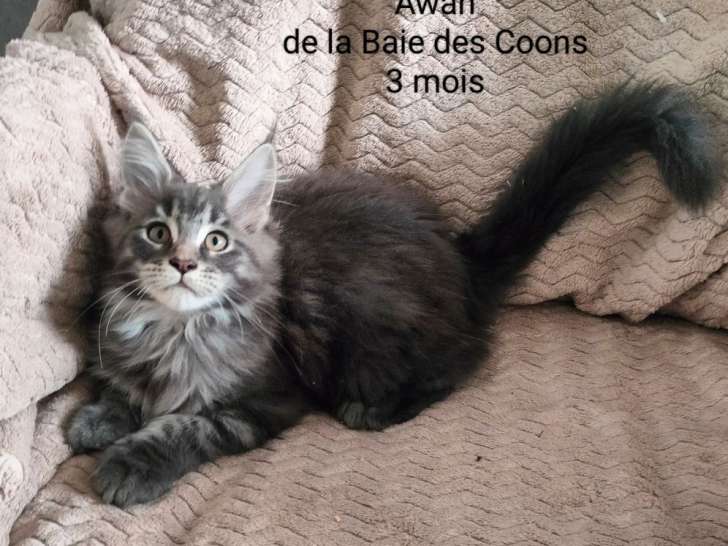 3 chatons Maine Coons LOOF disponibles à l’achat