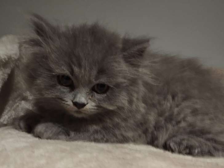 Chatons de race British Longhair à vendre (1 femelle & 2 mâles)