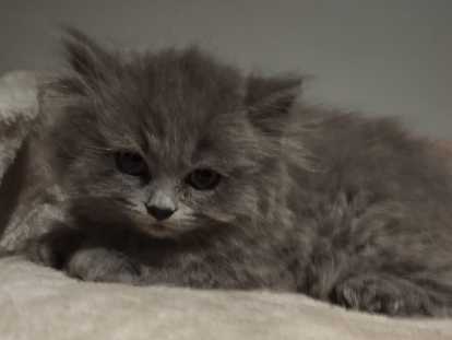 Chatons de race British Longhair à vendre (1 femelle & 2 mâles)