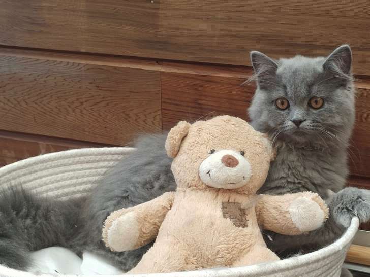 Chatons de race British Longhair à vendre (1 femelle & 2 mâles)