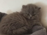 Chatons de race British Longhair à vendre (1 femelle & 2 mâles)