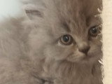 Chatons de race British Longhair à vendre (1 femelle & 2 mâles)
