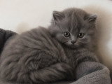 Chatons de race British Longhair à vendre (1 femelle & 2 mâles)