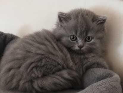 Chatons de race British Longhair à vendre (1 femelle & 2 mâles)