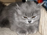 Chatons de race British Longhair à vendre (1 femelle & 2 mâles)