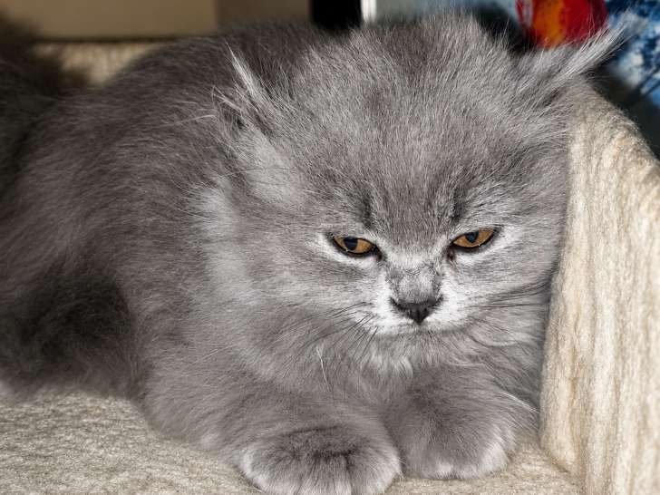 Chatons de race British Longhair à vendre (1 femelle & 2 mâles)