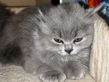 Chatons de race British Longhair à vendre (1 femelle & 2 mâles)