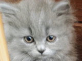 Chatons de race British Longhair à vendre (1 femelle & 2 mâles)