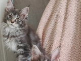 À vendre un chaton mâle Maine Coon au pelage crème (LOOF)