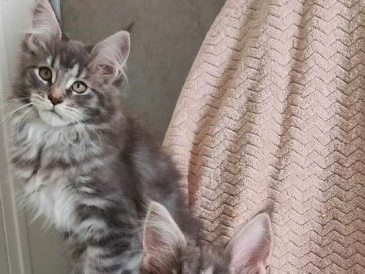 À vendre un chaton mâle Maine Coon au pelage crème (LOOF)