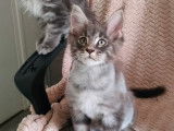 Une chatonne Maine Coon bleue à vendre (LOOF)