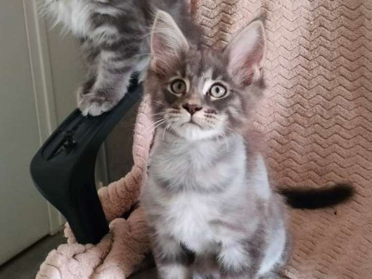 Une chatonne Maine Coon bleue à vendre (LOOF)