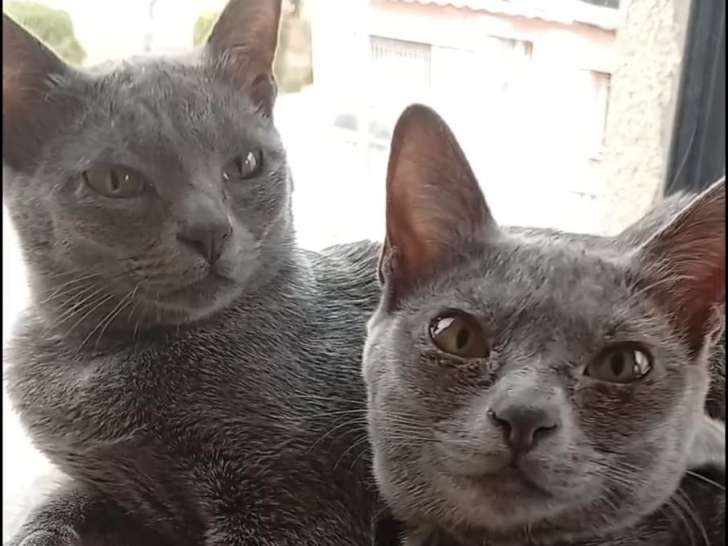 Les deux précieux