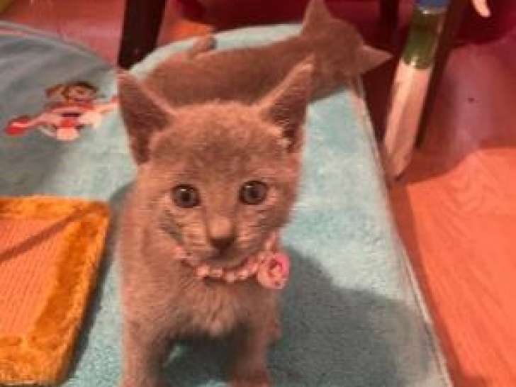 Chatons Bleu Russe mâles et femelle à vendre