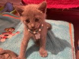 Chatons Bleu Russe mâles et femelle à vendre