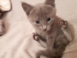 Chatons Bleu Russe mâles et femelle à vendre