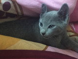 Chatons Bleu Russe mâles et femelle à vendre