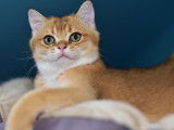 Magnifiques chatons British Shorthair à vendre