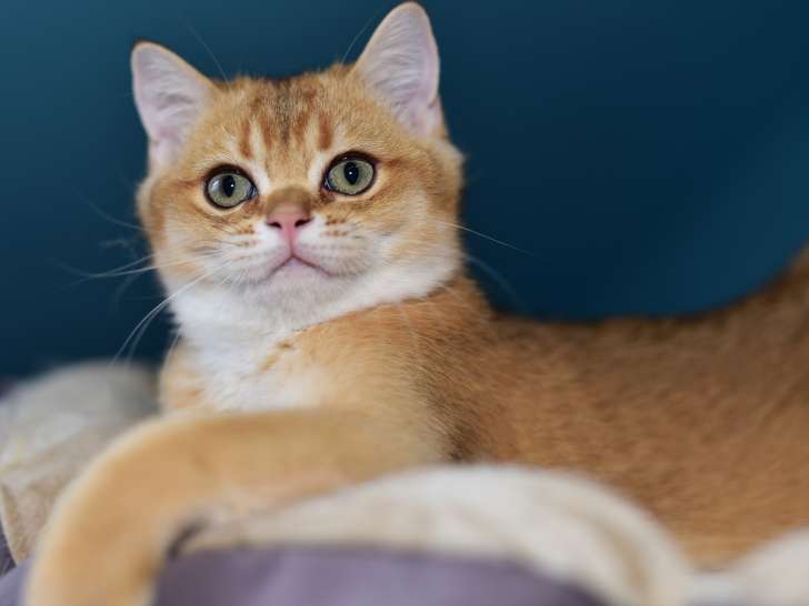 Magnifiques chatons British Shorthair à vendre