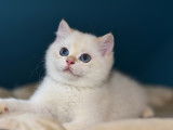 Magnifiques chatons British Shorthair à vendre