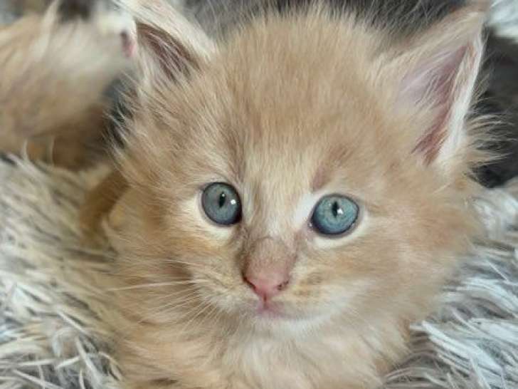 Des chatons Maine Coons disponibles à la réservation (LOOF)