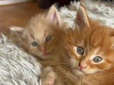 Des chatons Maine Coons disponibles à la réservation (LOOF)