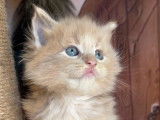 Des chatons Maine Coons disponibles à la réservation (LOOF)