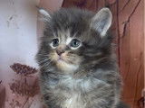 Des chatons Maine Coons disponibles à la réservation (LOOF)