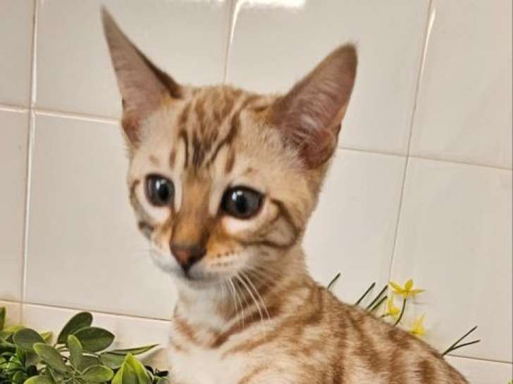 À vendre 2 chatons Bengals snow (LOOF)
