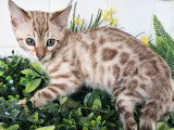 À vendre 2 chatons Bengals snow (LOOF)