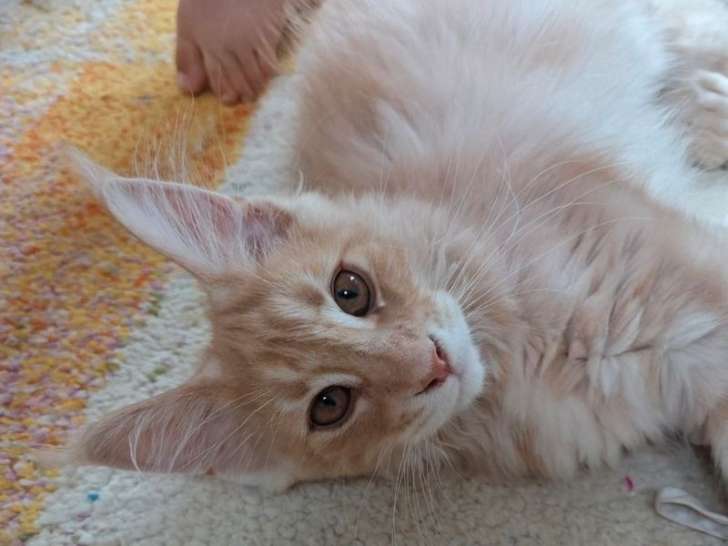 Une chatonne Maine Coon LOOF polydactyle crème à vendre