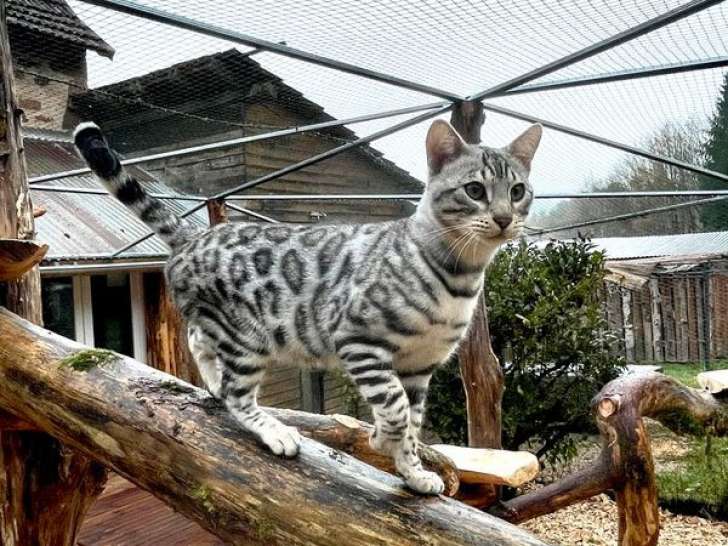 Un chat Bengal black tabby de 4 ans disponible à l’achat (LOOF)