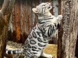 Un chat Bengal black tabby de 4 ans disponible à l’achat (LOOF)