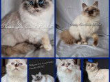 Des chatons Sacrés de Birmanie LOOF à acheter
