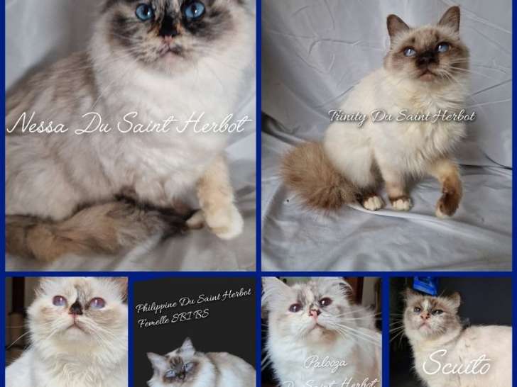 Des chatons Sacrés de Birmanie LOOF à acheter