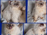 Des chatons Sacrés de Birmanie LOOF à acheter