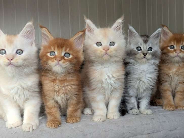 6 chatons Maine Coons LOOF à réserver