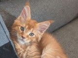 6 chatons Maine Coons LOOF à réserver